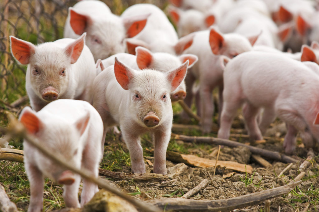 Un avance tecnológico en la reproducción porcícola, que ha contribuido a la mejorar genética y que sea más rentable la producción porcina.