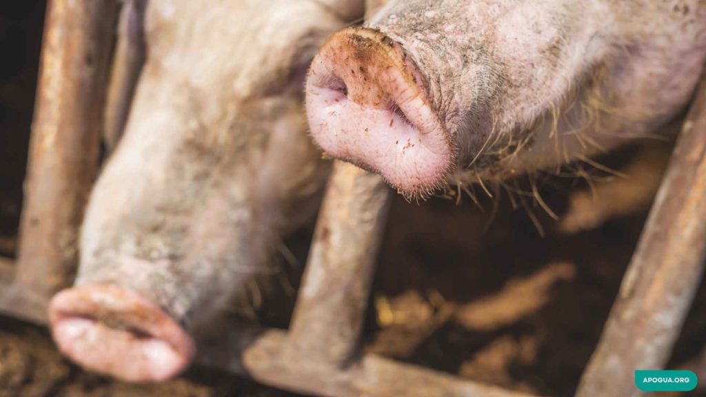 La peste porcina africana (PPA) es una enfermedad viral hemorrágica altamente contagiosa de los cerdos, responsable de graves pérdidas.