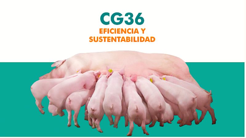 CG 36