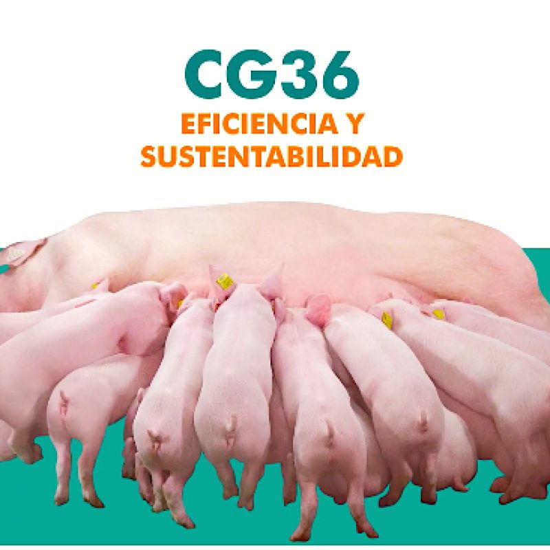 CG 36